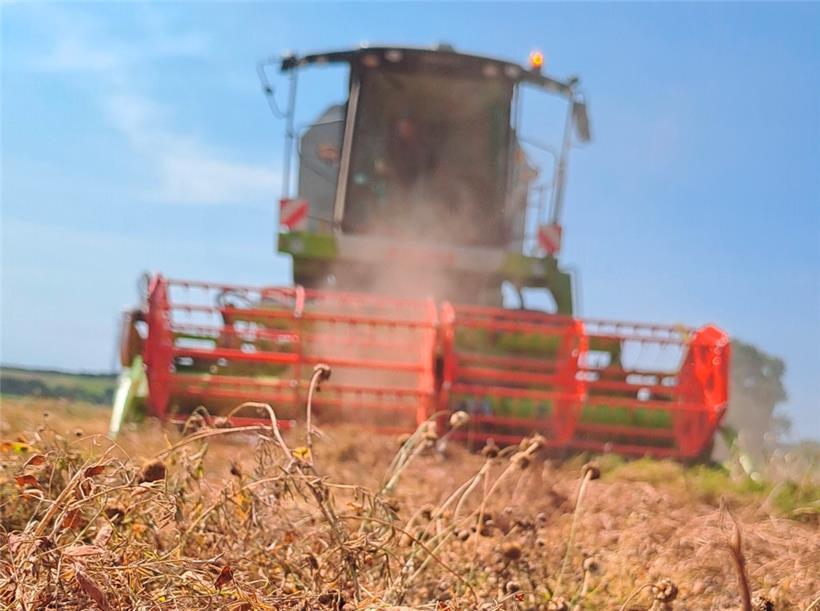 Die Linsen wurden von Anfang bis Mitte September geerntet
