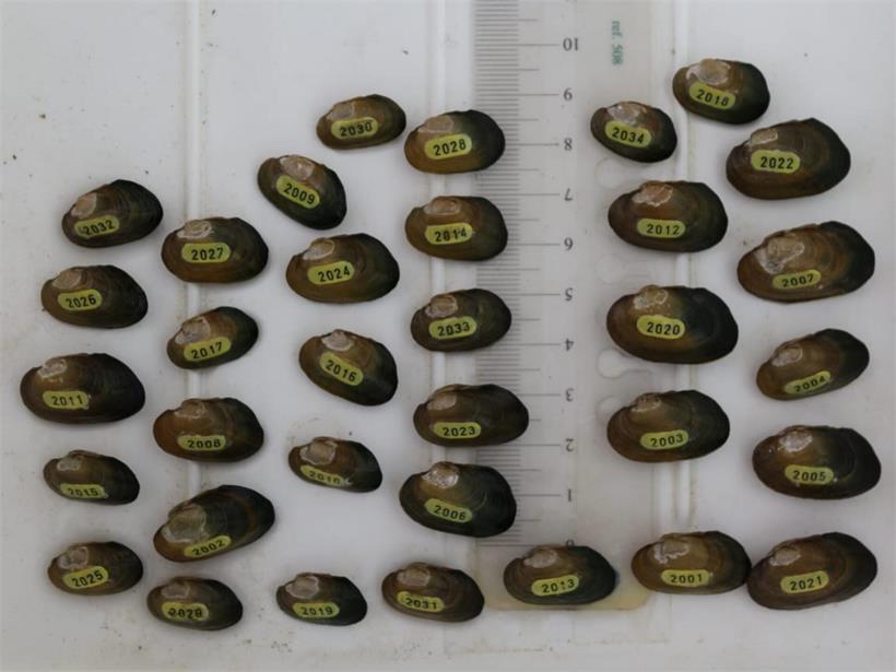Die Markierungen zeigen, dass die Muscheln vom Team der „Fondation Hëllef fir d‘Natur“ ausgesetzt wurden