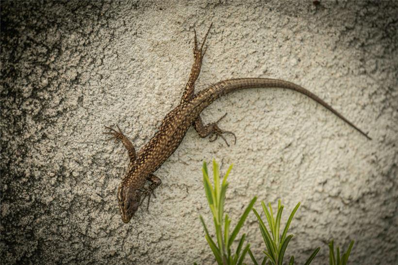 Die Mauereidechse (Podarcis muralis) ist ein weit verbreitetes Reptil in Luxemburg
