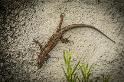Die Mauereidechse (Podarcis muralis) ist ein weit verbreitetes Reptil in Luxemburg
