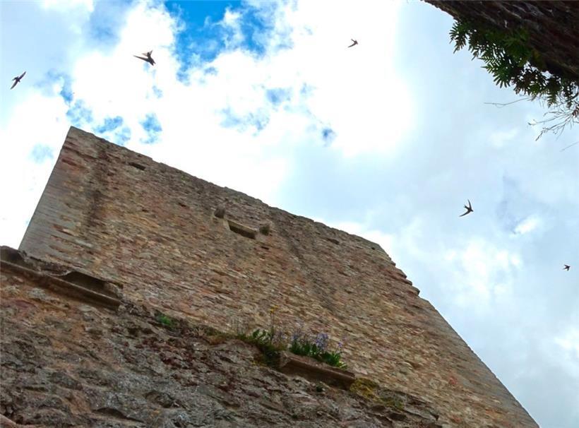 Die Mauersegler erkennt man u.a. an ihren waghalsigen Flugmanövern
