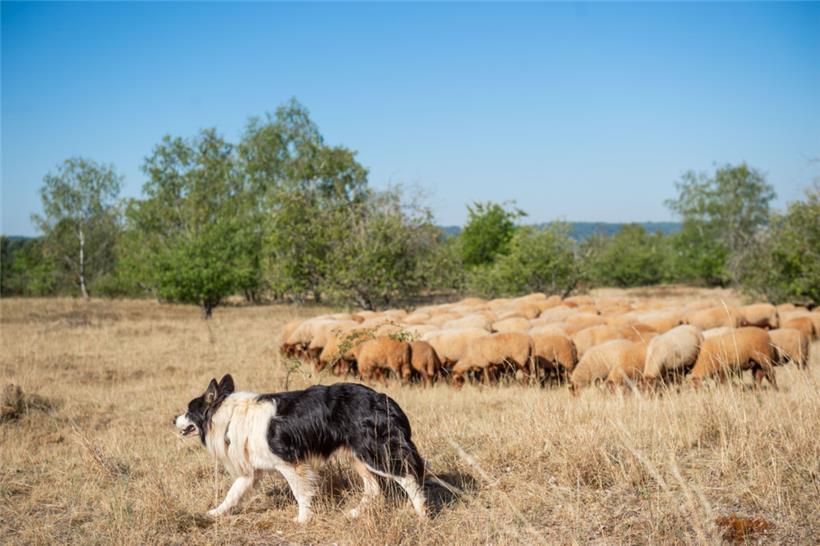 Die Minetter Plateau-Landschaft, die sich hinter dem Stade Jean Jacoby auftut, ist dem neuen Bürgermeister ans Herz gewachsen
