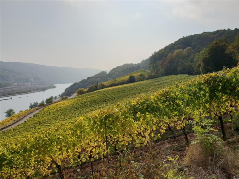 Die Mosel entlang der Weinberge
