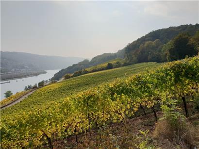 Die Mosel entlang der Weinberge
