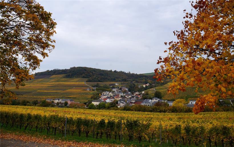 Die Moselregion hat ihr buntes Herbstkleid angelegt. Die Rebenhänge, wie hier be...