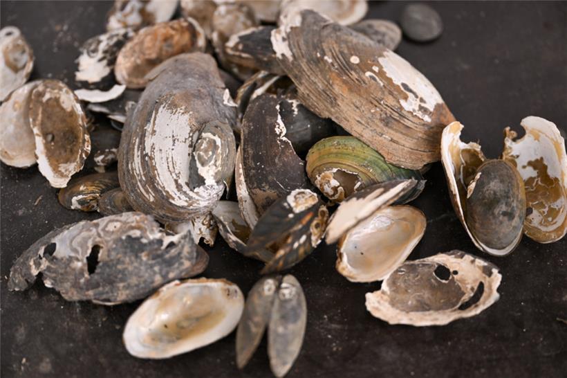 Die Muschelzucht in der Kalborner Mühle ist ein einzigartiges Projekt. Vergleichbar sind nur noch zwei weitere in Europa.  
