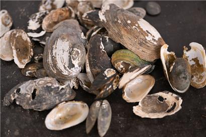 Die Muschelzucht in der Kalborner Mühle ist ein einzigartiges Projekt. Vergleichbar sind nur noch zwei weitere in Europa.  
