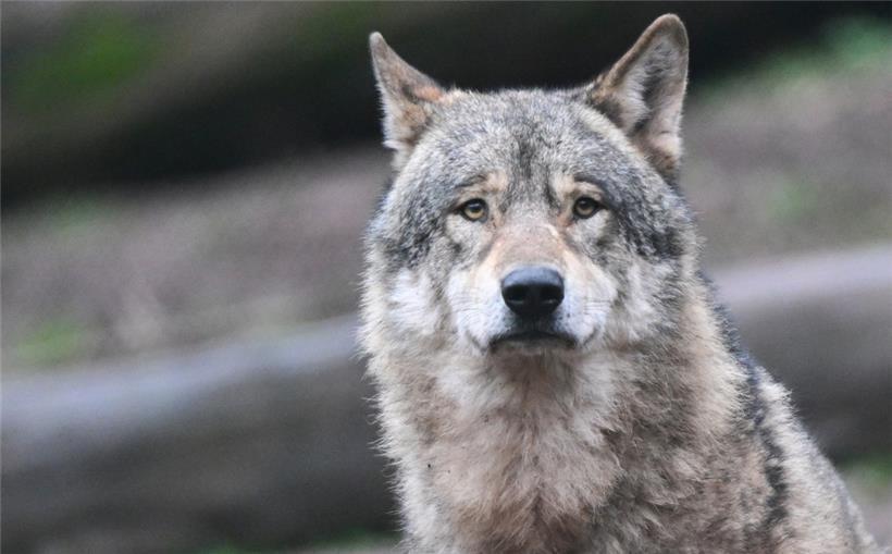Die Naturverwaltung ruft die Bevölkerung auf, alle möglichen Hinweise auf die Anwesenheit von Wölfen umgehend zu melden

