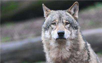 Die Naturverwaltung ruft die Bevölkerung auf, alle möglichen Hinweise auf die Anwesenheit von Wölfen umgehend zu melden

