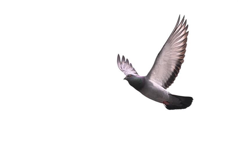 Die Newcastle-Krankheit erinnert an die Geflügelpest oder Vogelgrippe, weswegen sie auch „atypische Geflügelpest“ genannt wird
