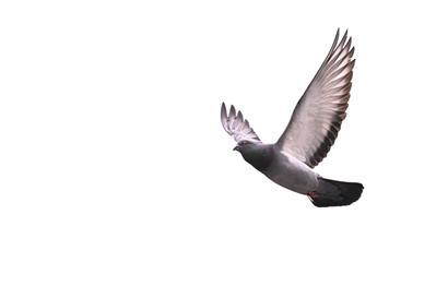 Die Newcastle-Krankheit erinnert an die Geflügelpest oder Vogelgrippe, weswegen sie auch „atypische Geflügelpest“ genannt wird
