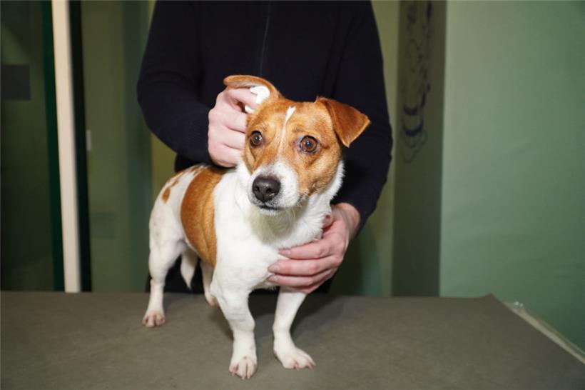 Die Ohrenpflege gestaltet sich gleich viel einfacher mit einem in speziellem Spülmittel getränkten Reinigungspad
