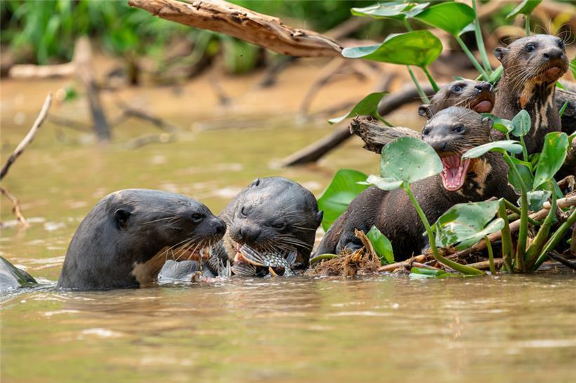 Die Otter sind sowohl an das Leben an Land als auch an ihren Lebensraum im Wasser bestens angepasst
