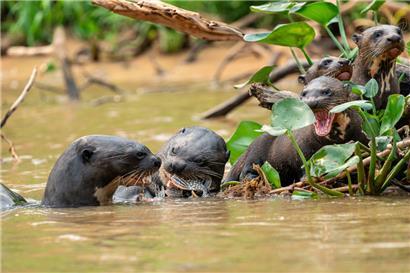 Die Otter sind sowohl an das Leben an Land als auch an ihren Lebensraum im Wasser bestens angepasst

