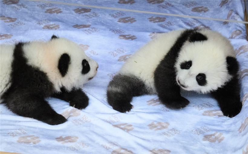 Die Panda-Zwillinge bei der feierlichen Namensverkündung im Zoologischen Garten Berlin
