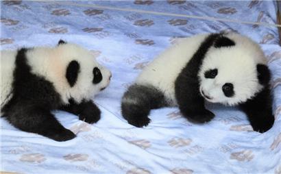 Die Panda-Zwillinge bei der feierlichen Namensverkündung im Zoologischen Garten Berlin
