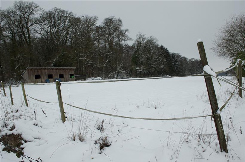 Die Pferdeboxen am Waldrand von Schifflingen. Sie sollen von Schöffe Albert Kalmes ohne Wissen der Eigentümer-Familie gebaut worden sein.
