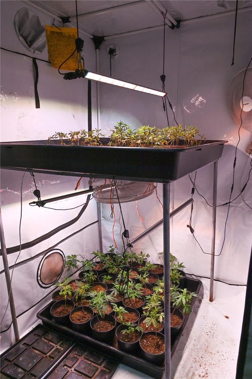 Die Pflanzen brauchen ausreichend Licht zum Wachsen