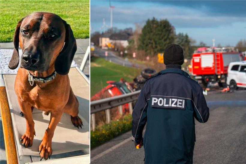 Die Polizei bestätigte nach tagelanger Suche am Freitag den Tod des Familienhundes Balou
