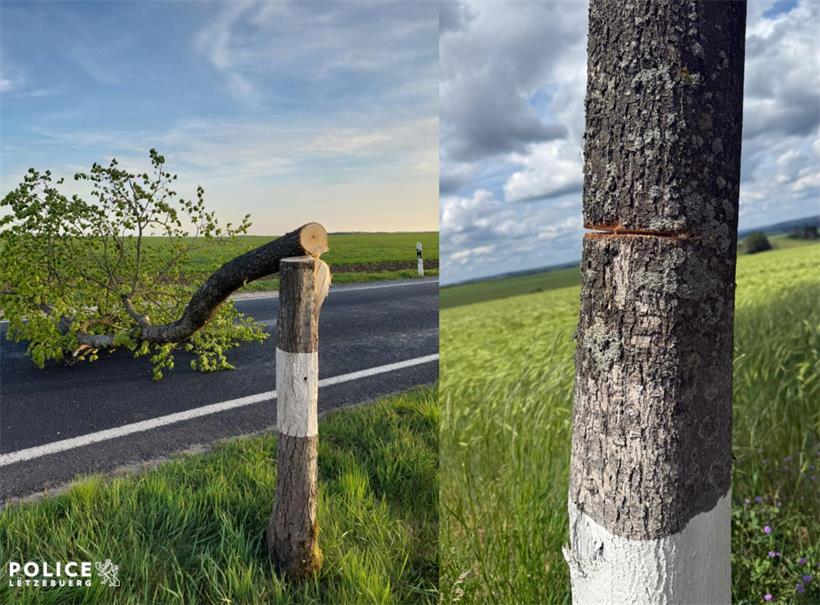 Polizeifotos von angesägten Bäumen im Wald, Suche nach Hinweisen zu Baumfrevel und Umweltschäden