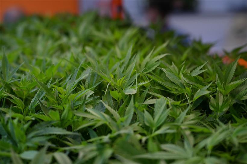 Die Polizei hat eine größere Cannabisplantage in Wawern an der Saar unweit von Luxemburg entdeckt
