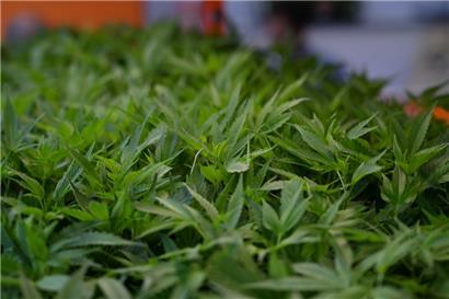 Die Polizei hat eine größere Cannabisplantage in Wawern an der Saar unweit von Luxemburg entdeckt
