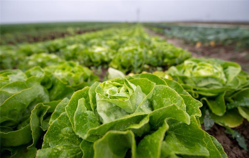 Die Rahmenbedingungen für eine autarke Gemüseversorgung in Luxemburg sind nicht ideal
