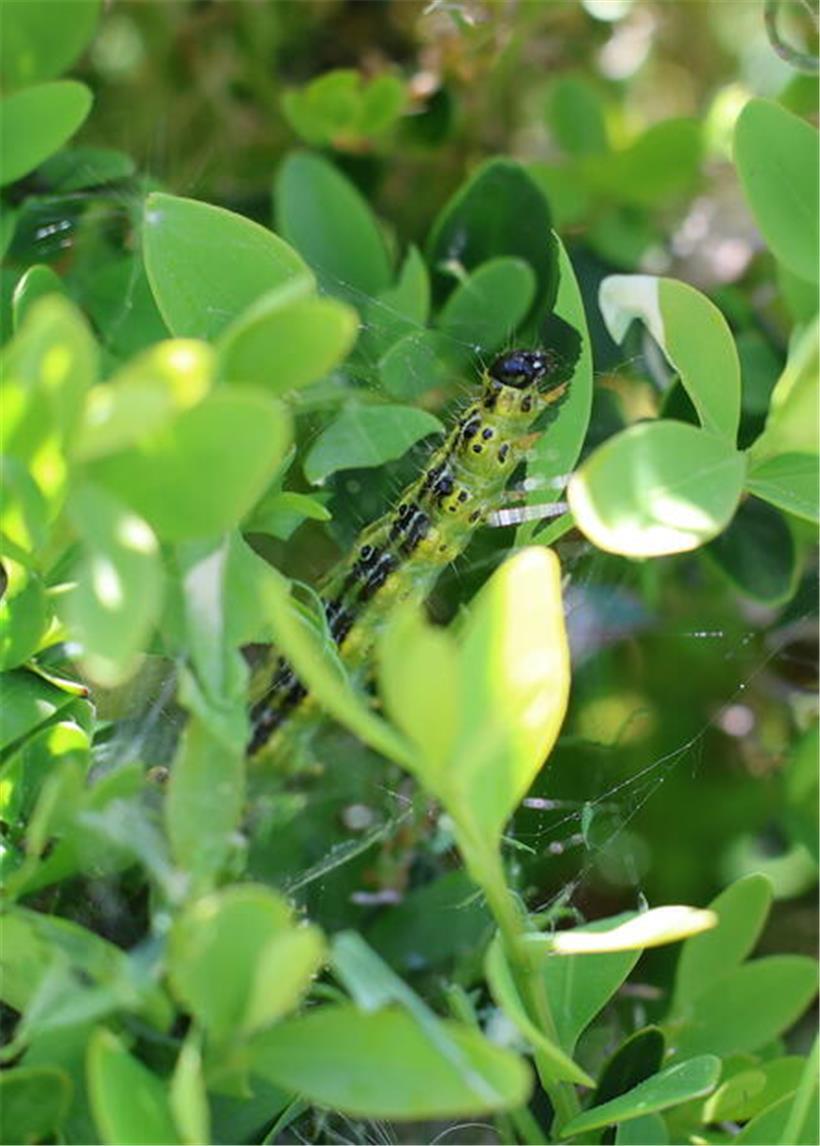 Nahaufnahme einer bis zu fünf Zentimeter langen grünen Raupe auf einem Blatt im Garten.