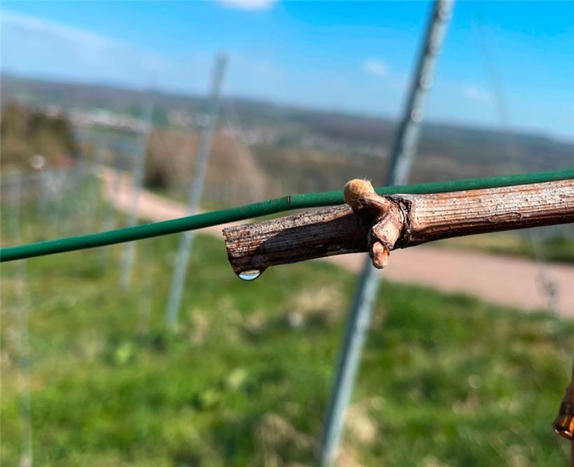 Die Rebstöcke haben erste Tränen verdrückt, ein Zeichen, dass der Saft von den Wurzeln wieder durch den Stock fließt
