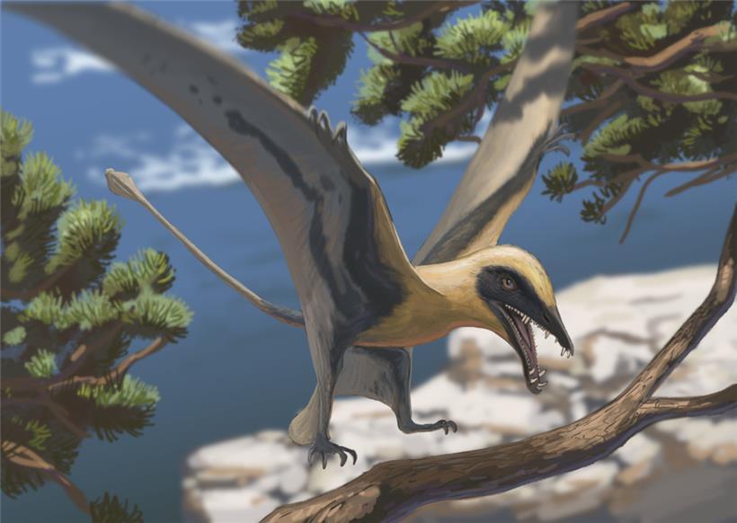 Die Rekonstruktion zeigt, wie der Flugsaurier Eudimorphodon ausgesehen haben könnte
