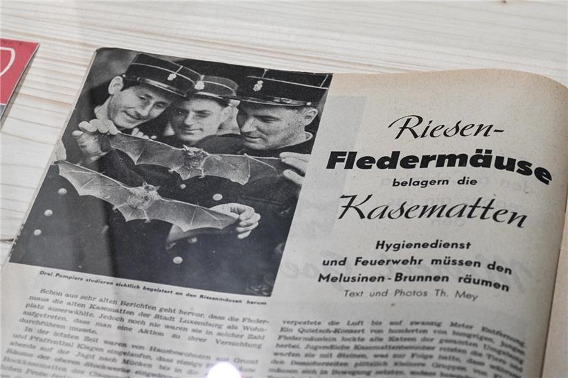 Museumsmitarbeiter bei Fledermaus-Jagd in historischen Kasematten, dokumentiert von der Revue