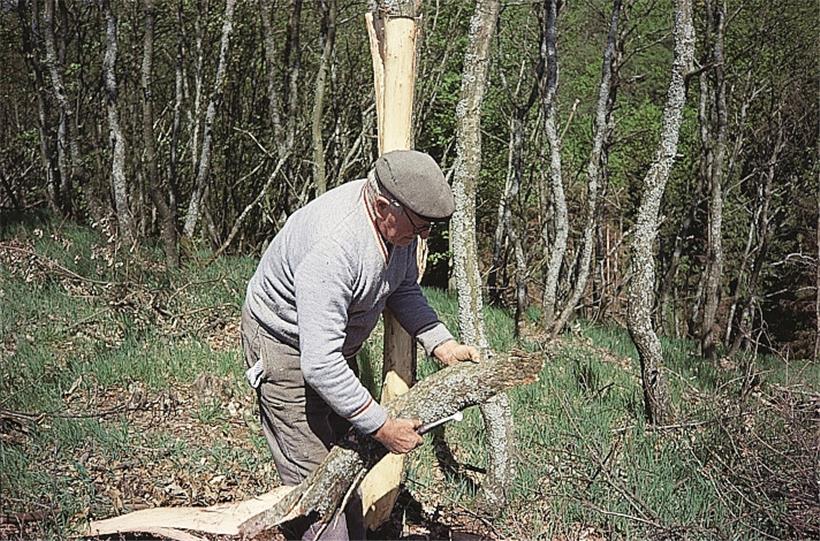 Die Rinde wird von der Eiche abgeschält
