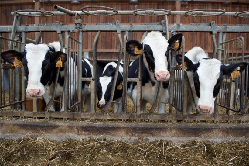 Die Rinderhaltung – wozu auch die Milchproduktion gehört – ist der bedeutendste Erwerbszweig der Luxemburger Landwirtschaft
