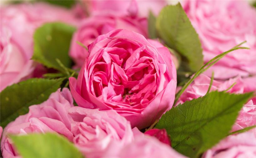 Die Rose „La Noblesse“