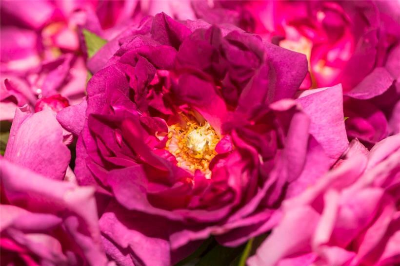 Die Rose „Tour de Malakoff“: Sie und die „La Nobelesse“ stammen aus dem Jahre 18...