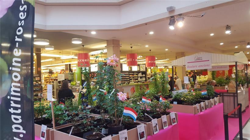 Die Rosenwoche im Shoppingcenter in Mersch