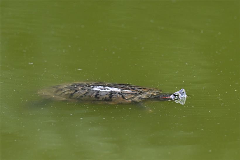 Die Rotwangen-Schmuckschildkröte kann bis zu 30 Zentimeter lang werden