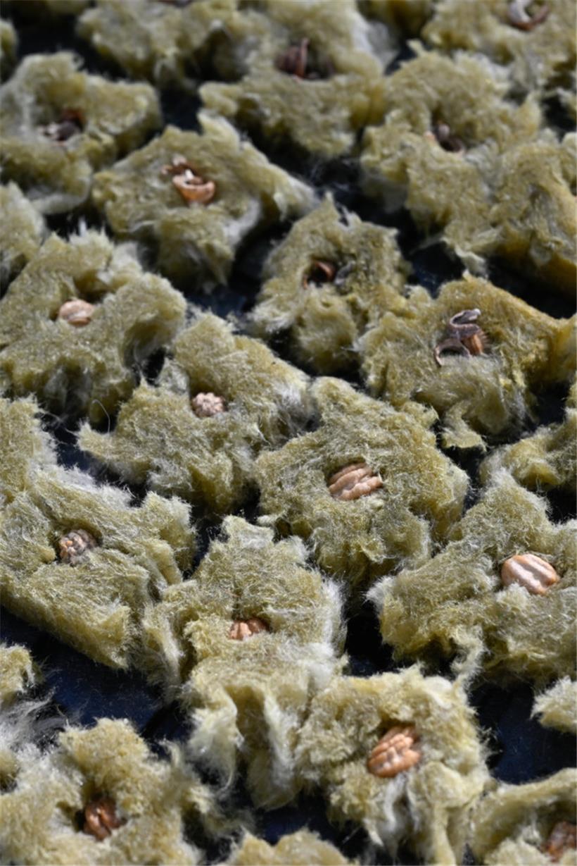 Die Samen werden in Steinwolle gepackt