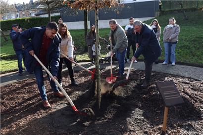 Die Schöffen André Martins Dias, Maria Agostino, Romain Mertzig und Bürgermeister Jean-Marie Halsdorf buddeln den Baum ein

