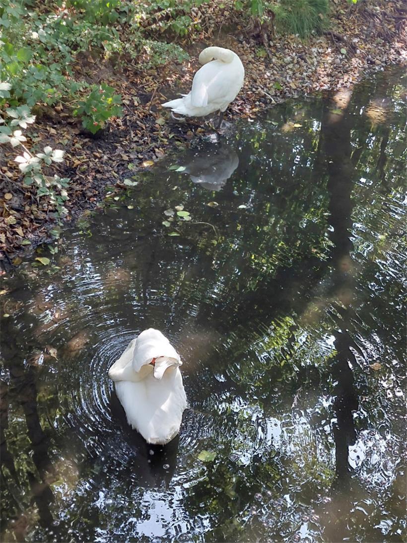Die Schwäne am Echternacher See bei ihrer Morgenroutine
