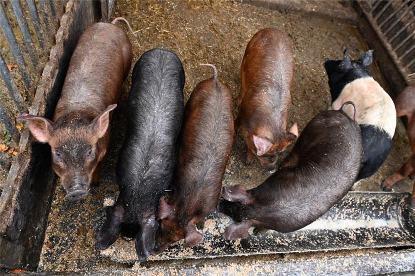 Die Schweine des Hofes werden artgerecht gehalten. Deshalb brauchen bei ihnen au...