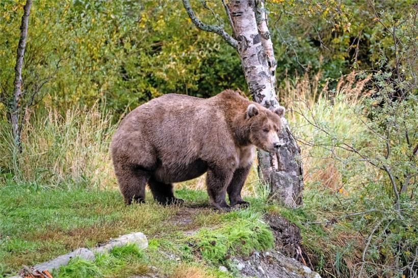 Die Silbermedaille geht in diesem Jahr an die Bärin 901, ein sechs Jahre altes Weibchen aus dem Katmai-Nationalpark
