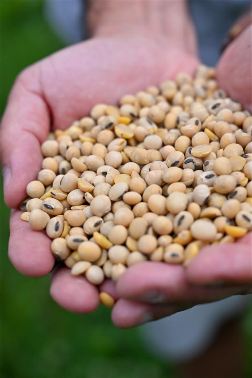 Die Sojabohnen für den „Luxsoy“-Tofu stammen aus Luxemburg
