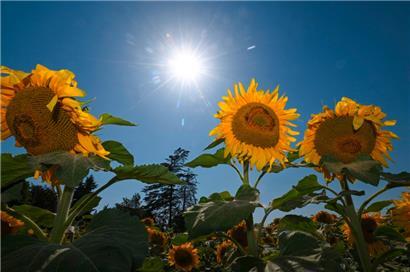 Die Sonne brannte im Juli mehr als sonst herab 
