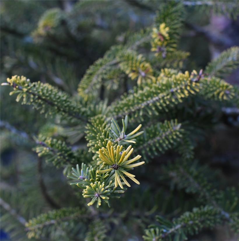 Die Stadt Luxemburg sucht 20 Nadelbäume
