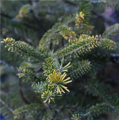 Die Stadt Luxemburg sucht 20 Nadelbäume
