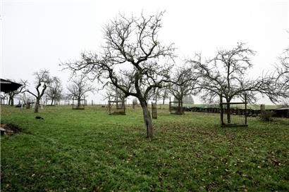 Die Streuobstwiese  „Um Schënner“ in Kehlen gehört Privatleuten und wird vom Gemeindesyndikat Sicona gepflegt, da die wertvollen Ökosysteme immer rarer werden 
