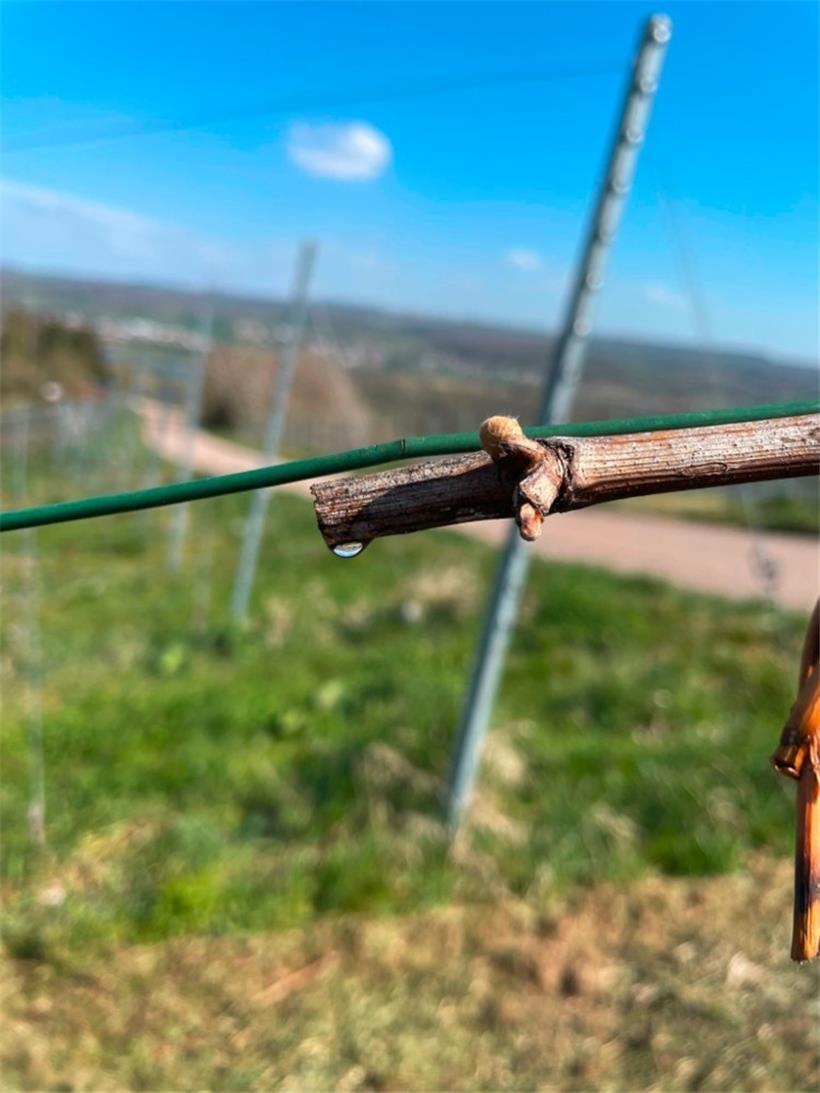 Die Tageblatt-Parzelle erweckt wieder hzum Leben
