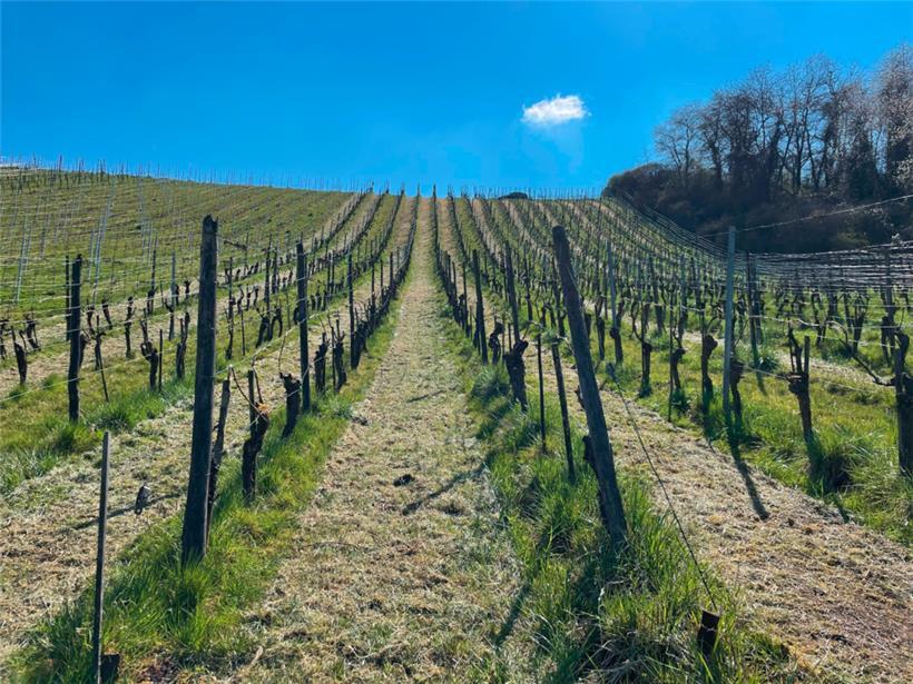 Die Tageblatt-Parzelle erweckt wieder zum Leben
