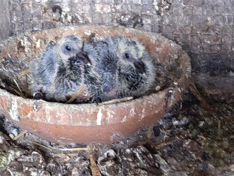 Die Tauben in Rodange 
